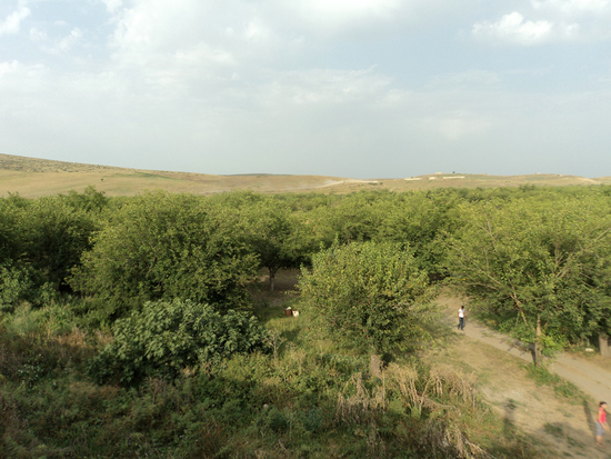 Монастырские тутовые сады. Амарас