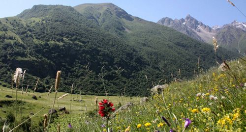 Альпийский луг в ущелье Безенги. КБР. Фото Марзият Холаевой для "Кавказского узла"