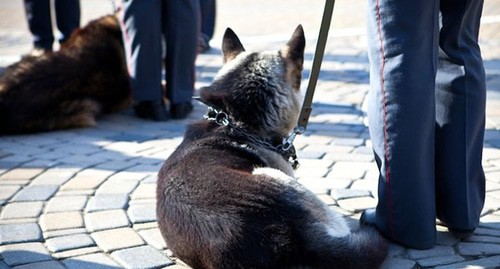 Кинолог с собакой. Фото: Юрий Гречко / Югополис