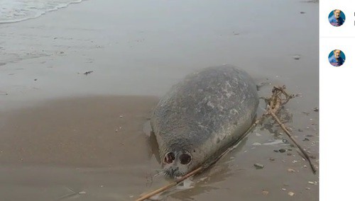 Труп тюленя на берегу Каспийского моря. Фото: скриншот с видео на странице nikomagomedov_ziyavdin в Instagram https://www.instagram.com/nikomagomedov_ziyavdin/